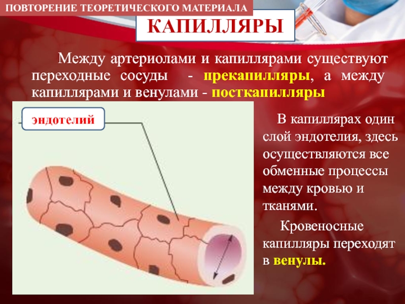 Слои капилляров. Строение капилляров. Строение сосудов капилляры. Опишите строение капилляров. Эндотелий капилляров.