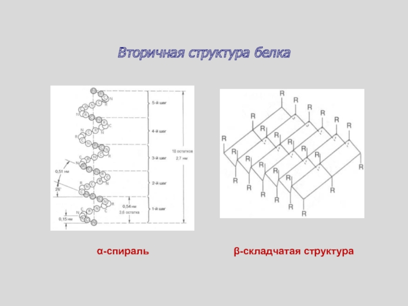 Вторичный белок. Вторичная структура белка - β-складчатая структура. Альфа спираль вторичной структуры белка. Вторичная структура белка схема. Бета спираль вторичной структуры белка.