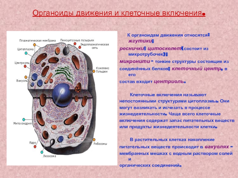 Выполнение клетками. Лизосомы органоиды клетки выполняющие функции. Клеточный центр органоиды движения клеточные включения. Строение органоида клеточный центр. Клеточный центр органоиды движения включения.