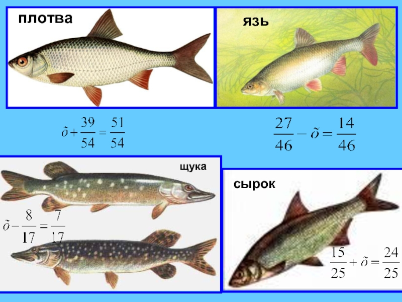 Щука рецепты от язя