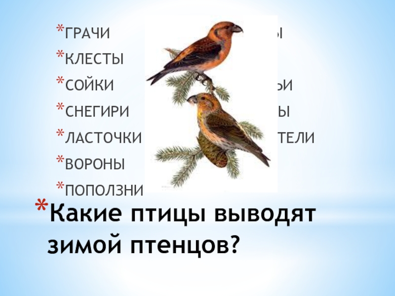 Выводимые птицы. Какие птицы выводят птенцов зимой. Птица которая выводит птенцов зимой. Снегири выводят птенцов зимой. Какие птицы не выводят птенцов весной и летом.