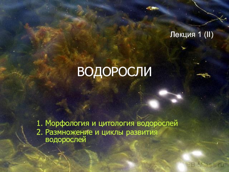 Презентация ВОДОРОСЛИ