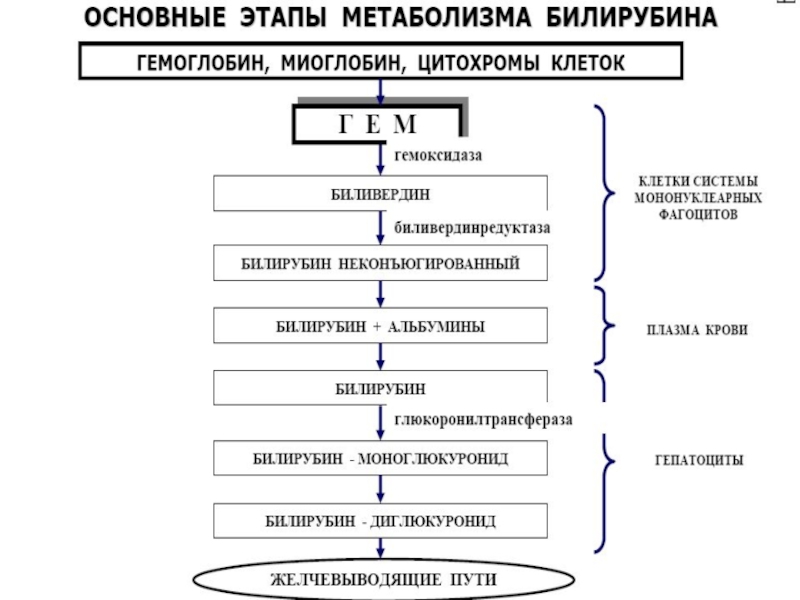 Схема билирубинового обмена