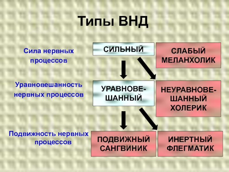 Типы внд презентация 8 класс