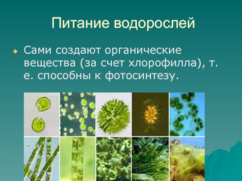 Водоросли среди гиф образуют органические вещества. Питание водорослей 5 класс биология. Автотрофные организмы водоросли. Водоросли способны к фотосинтезу. Как питаются водоросли.