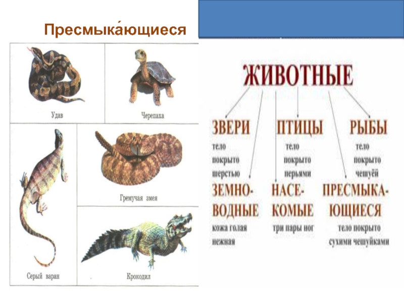 Разнообразие зверей презентация для дошкольников