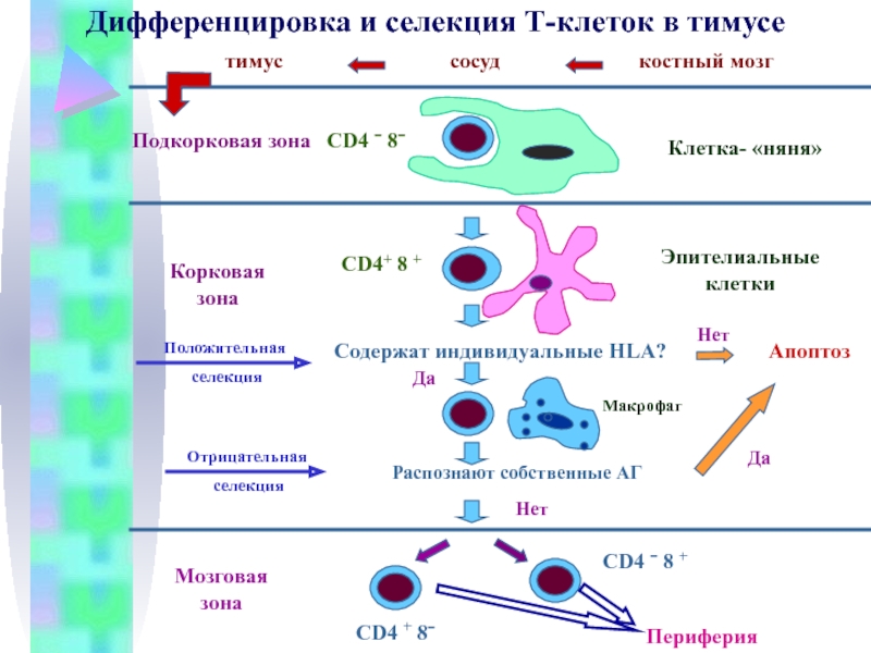 Дифференцировка клеток этапы. Нарисуйте схемы: - дифференцировки т – клеток. Схема дифференцировки т клеток. Схема дифференцировки т лимфоцитов в тимусе. Схема дифференцировки т и в лимфоцитов.