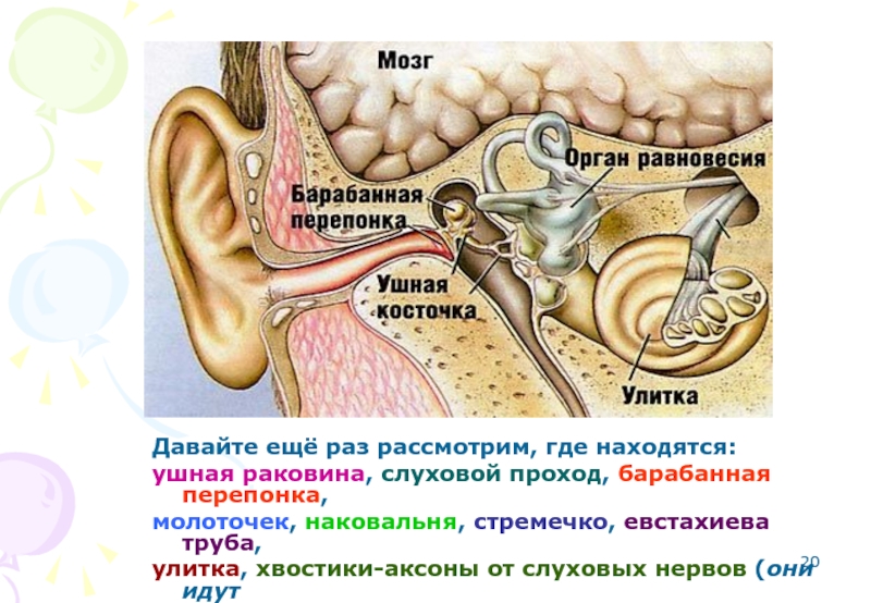 Слуховой нерв какой отдел. Евстахиева труба анатомия человека. Слуховая труба. Евстахиева труба улитка стремечко ушная раковина молоточек.
