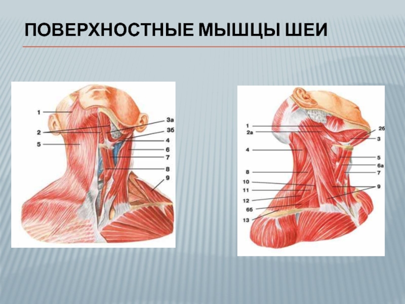 Мышцы шеи анатомия. Мышцы шеи сбоку анатомия. Платизма мышца шеи анатомия. Кивательная мышца шеи анатомия. Поверхностные мышцы шеи вид спереди.