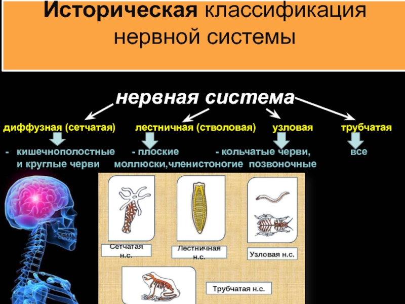 Классификация нервной