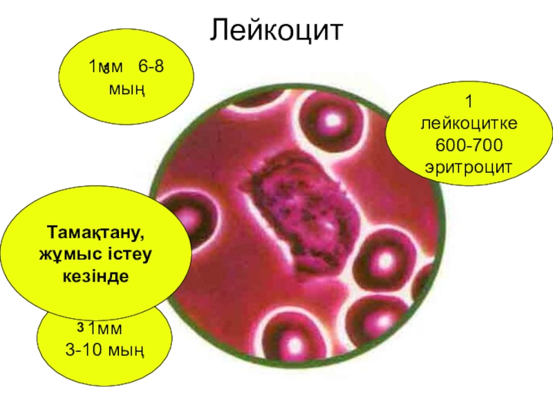 Лейкоциты в 1 мм3 крови