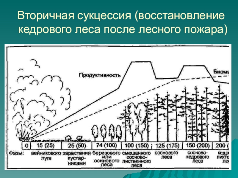 Какой вид сукцессии изображен на рисунке