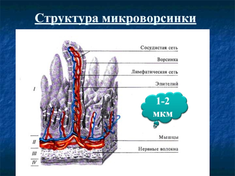 Структура микроворсинки