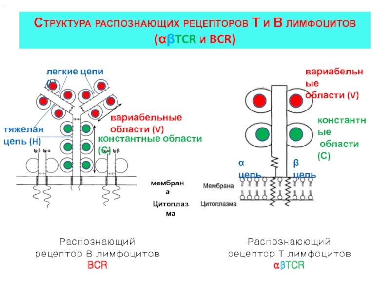 Иммуноглобулин в лимфоциты. BCR рецепторы иммунология. BCR иммунология строение. Строение TCR И BCR рецепторов. Строение BCR рецептора.
