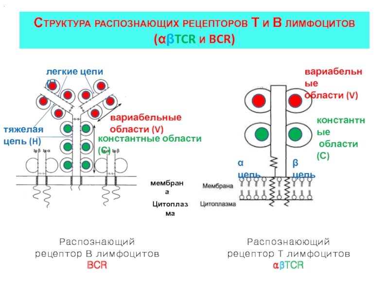 Схема подсчета лимфоцитов разных популяций с помощью проточного цитофлюориметра