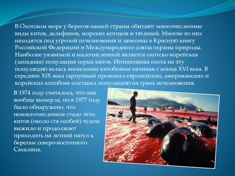 В Охотском море у берегов нашей страны обитают многочисленные виды китов, дельфинов, морских котиков и тюленей. Многие