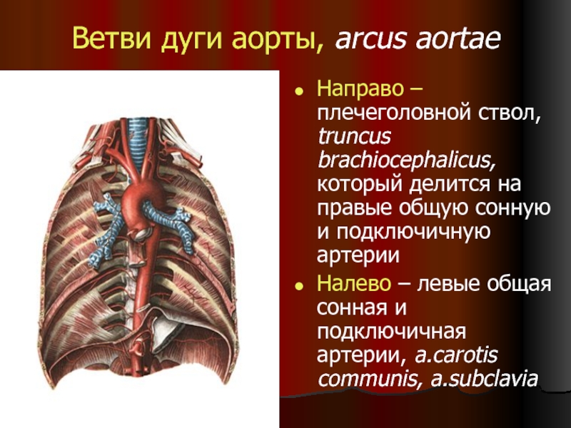 Дуга аорты редуцируется