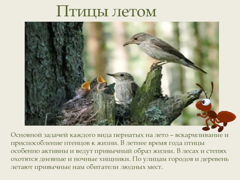 Образ жизни птиц леса