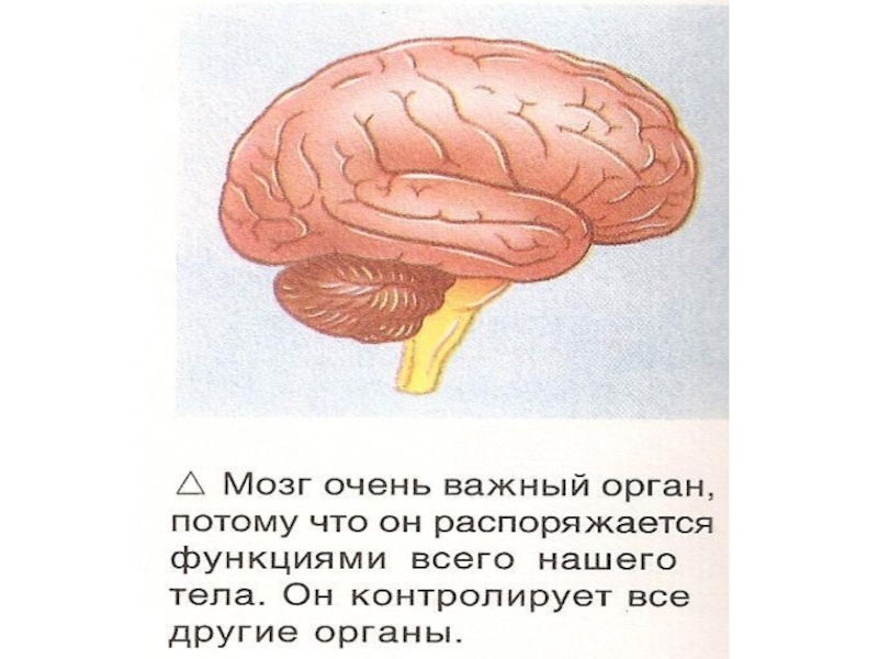 Внутренние органы презентация для детей