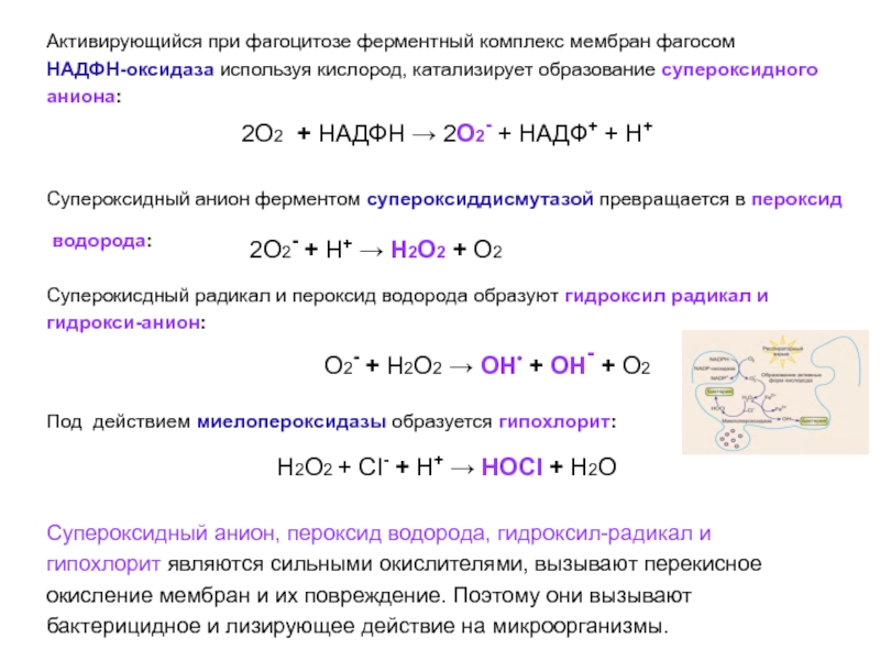 Реакция образования кислорода