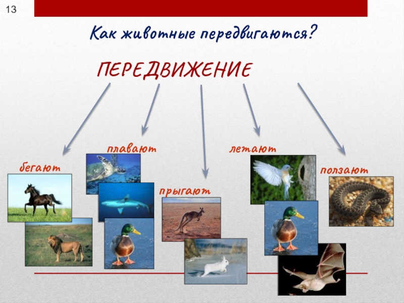 Животное и живое существо схема