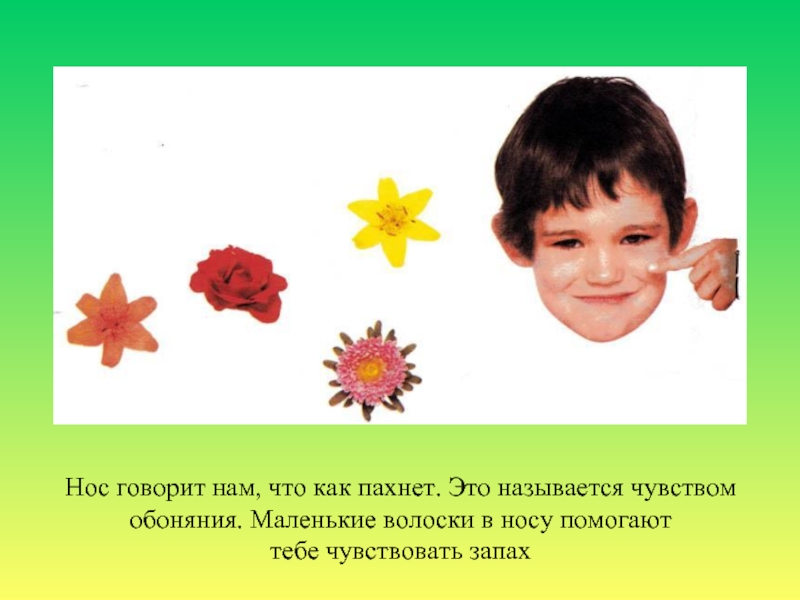 Скажи нос. Название чувства ощущаемое носом. Твое тело окружающий мир 1 класс. Как разговаривать в нос. Как называется чувствовать запах.