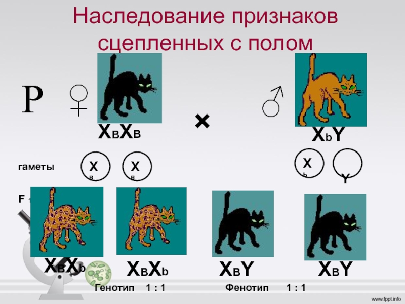 Схема наследования признаков