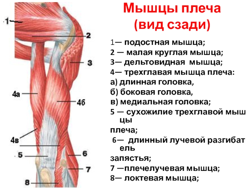 Виды плечей. Мышцы плеча. Длинная головка трехглавой мышцы плеча. Сухожилие трехглавой мышцы плеча. Медиальная головка трехглавой мышцы плеча.