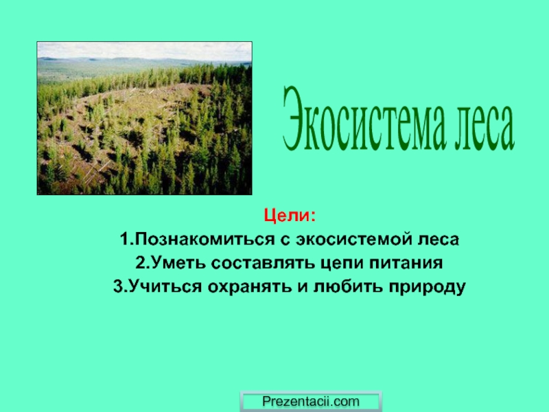 Презентация Экосистема леса