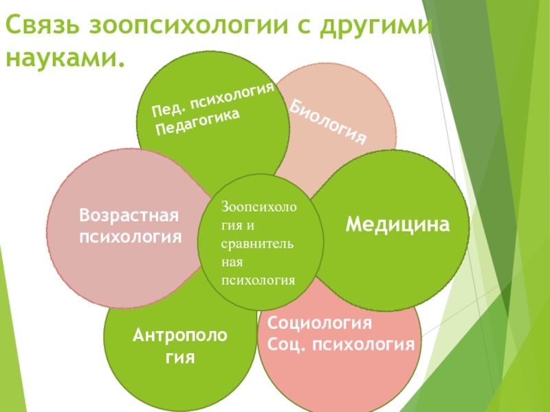 Сравнительная психология презентация