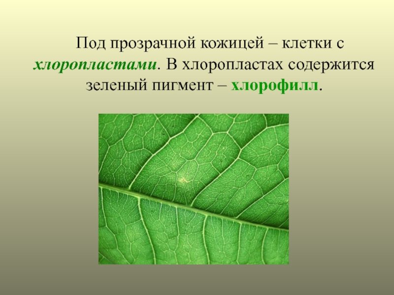 Презентация на тему фотосинтез 6 класс по биологии