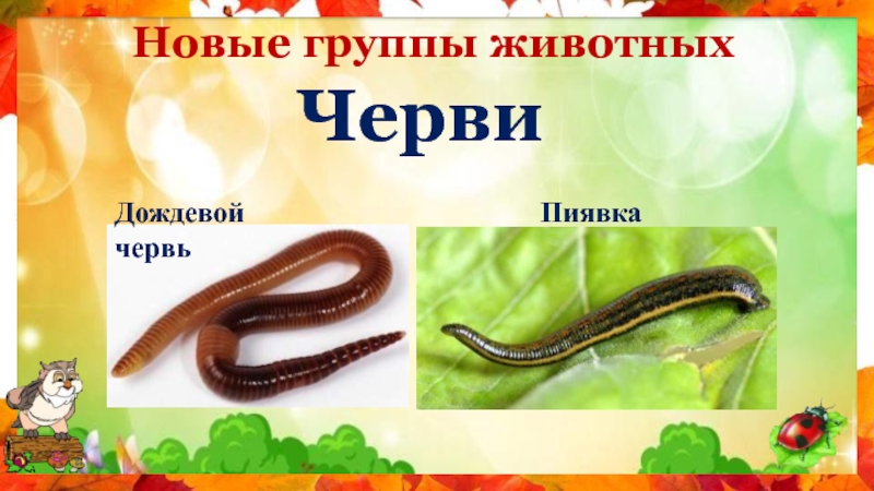 Дождевой червь относится к группе. Примеры животных червяк.