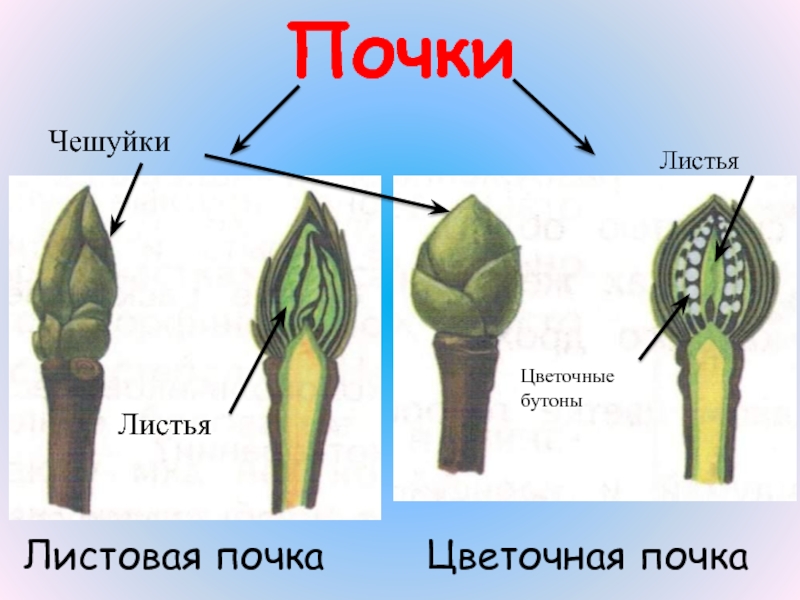 Цветочная почка. Почка у растения почечная чешуи. Почки с почечными чешуями. Листовая и Цветочная почка. Почечные чешуи это видоизмененные листья.