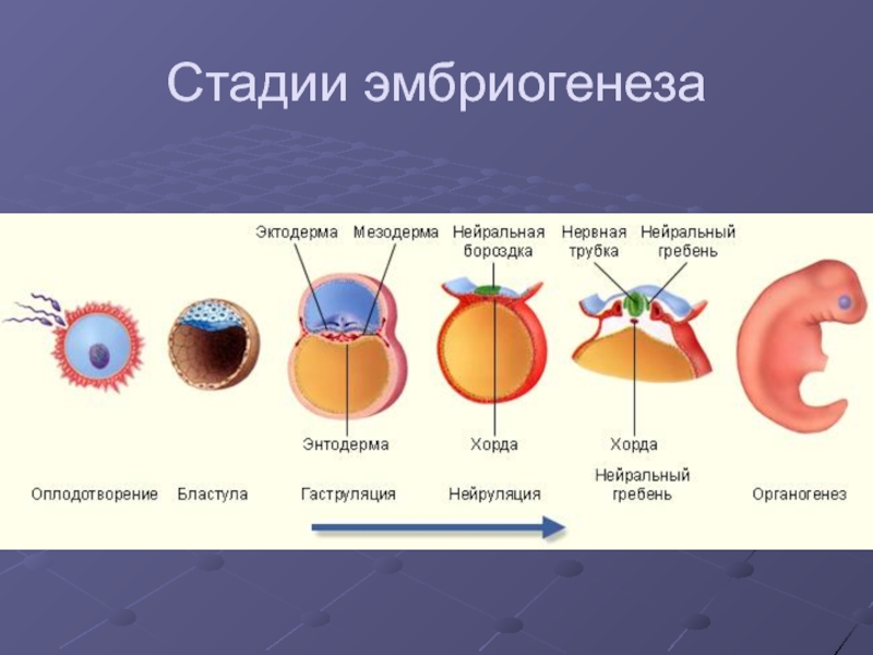 На рисунке изображена схема одного из процессов онтогенеза животных