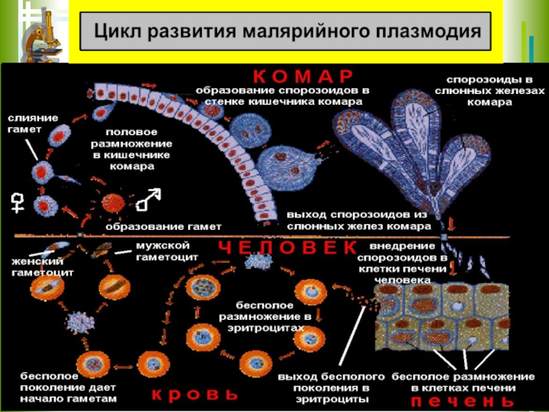 Малярийный плазмодий схема