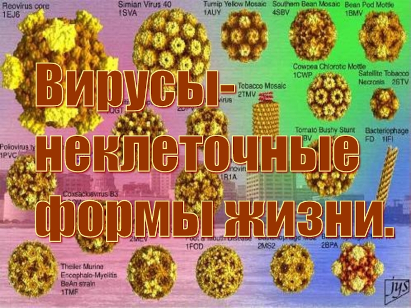 Вирусы - неклеточные формы жизни 10 класс
