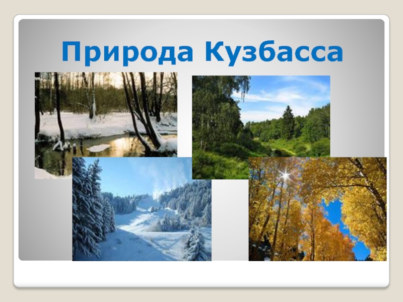 Природа кузбасса презентация