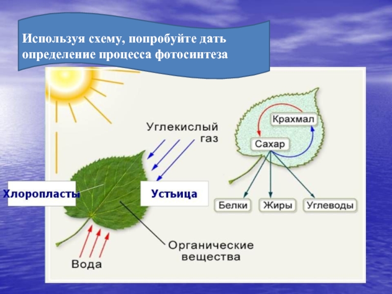 Схема фотосинтеза в хлоропласте