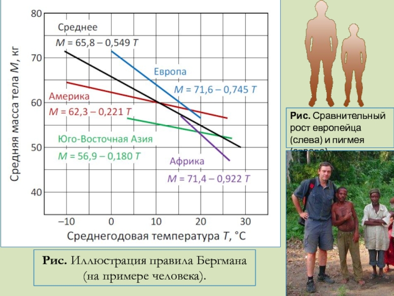 Правило бергмана презентация