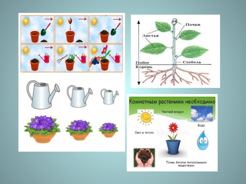 Конспект урока средней группы. Растения для дошкольников. Комнатные растения для дошкольников. Строение комнатного растения. Комнатные растения для дошкольников средняя группа.