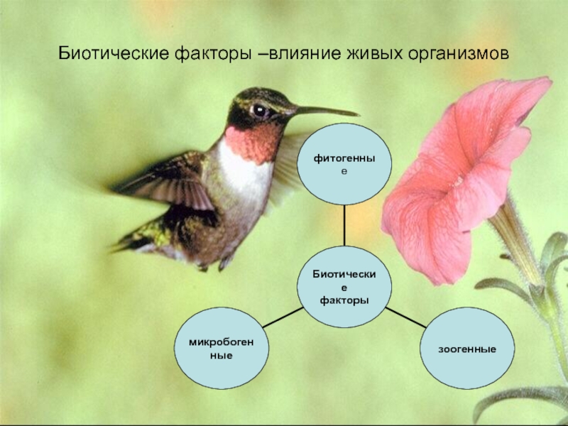 Что влияет на живые организмы. Биотические факторы. Влияние биотических факторов. Влияние биотических факторов на живые организмы. Биотические факторы птиц.