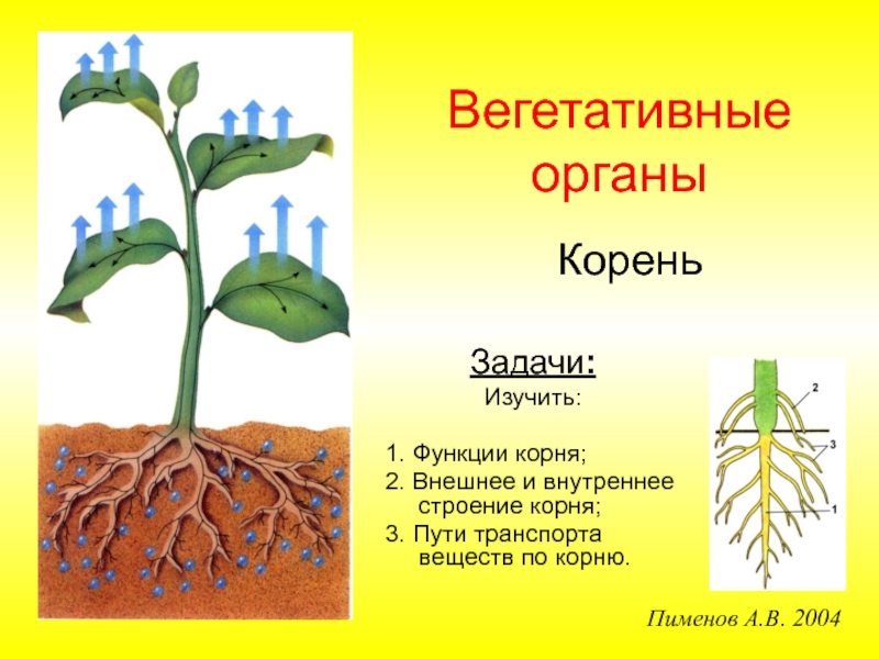 Презентация Вегетативные органы