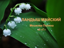 ЛАНДЫШ МАЙСКИЙ