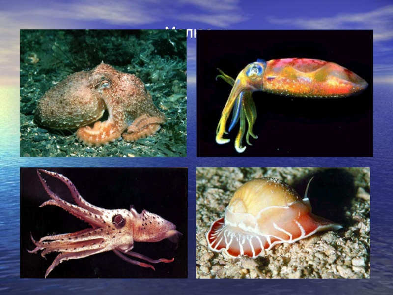 Группы организмов в мировом океане. Окружающий мир 1 класс про. Молюсок.