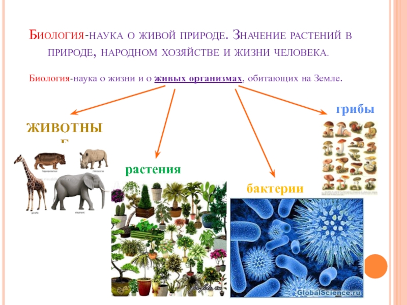 Биология-наука о живой природе. Значение растений в природе, народном хозяйстве и жизни человека.