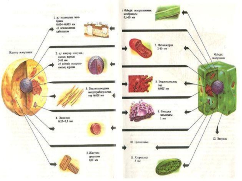 Жасушаның құрылысы фото