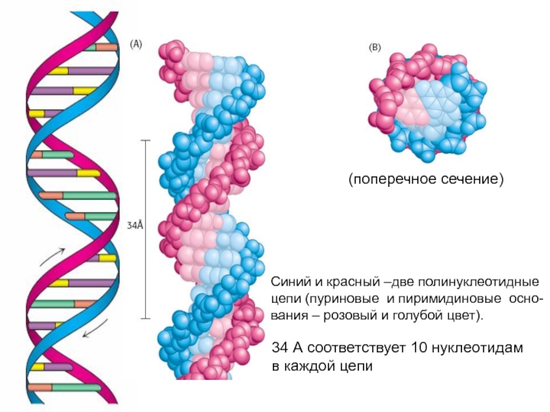 Структурная нуклеиновых кислот. Строение нуклеиновых кислот ДНК. Нуклеиновые кислоты структура ДНК. Молекула нуклеиновой кислоты. Структура нуклеиновых кислот рисунок.
