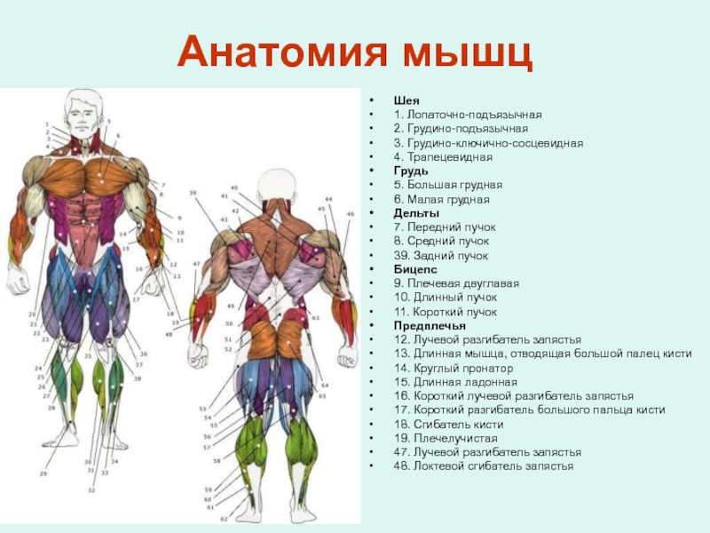 Выучите названия мышц по учебнику найдите эти мышцы у себя проверьте свои знания по рисункам