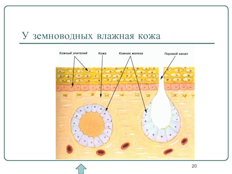 Какая кожа у земноводных