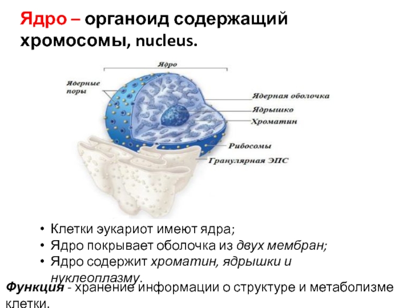 Мембранные органоиды эукариот